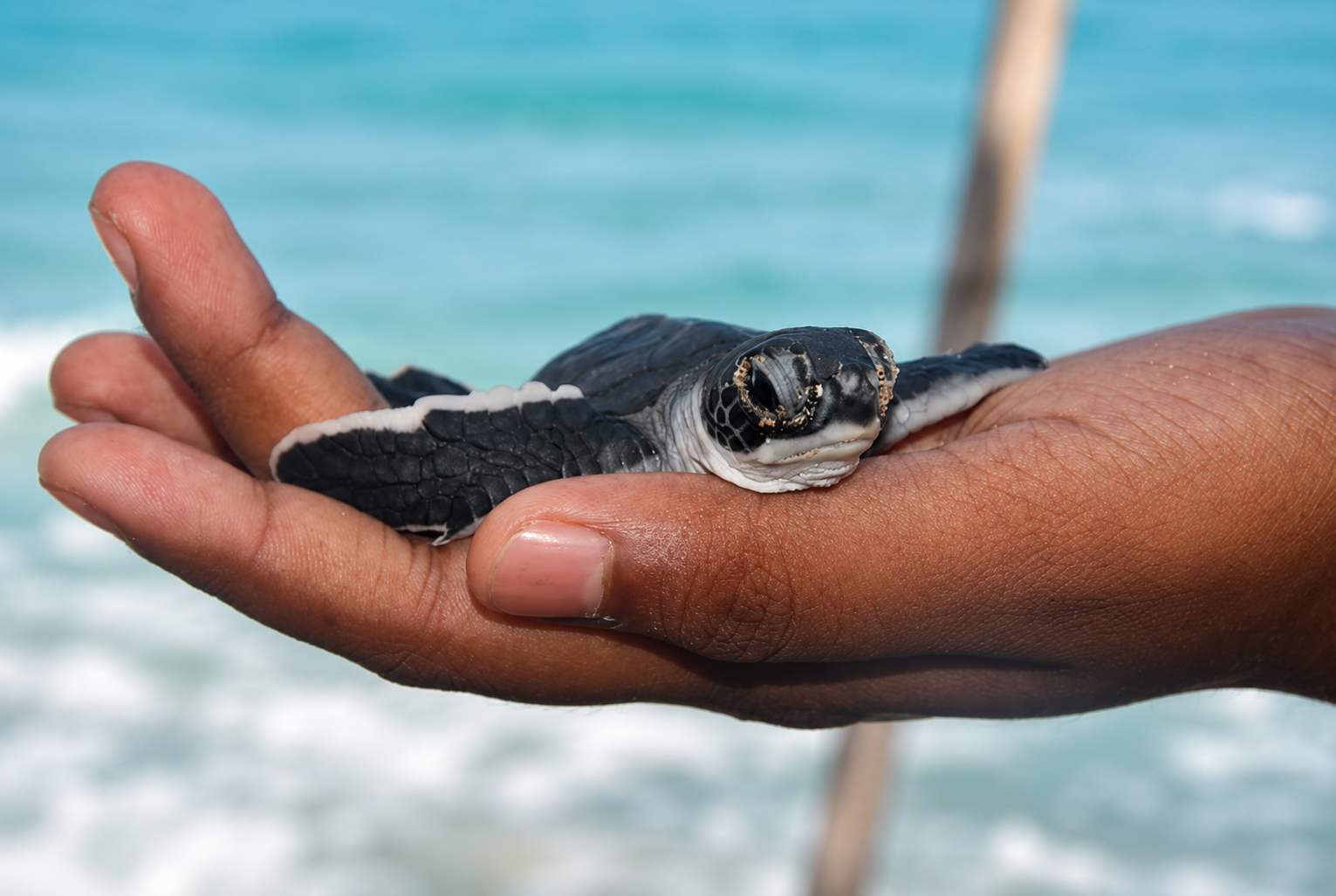 A turtle hatchling held before release on the Hikkaduwa coast